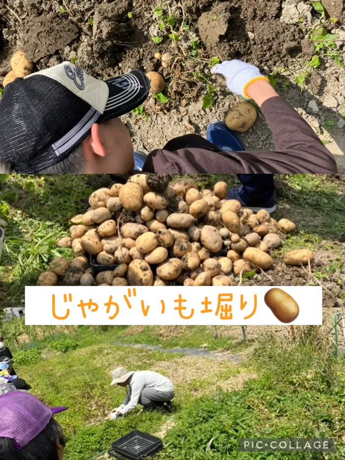 児童デイサービス　ピュア/じゃがいも堀り🥔🌸