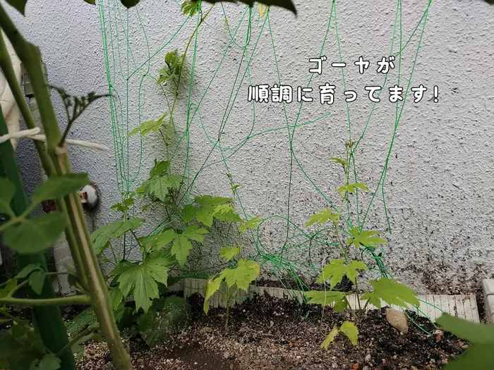 放課後等デイサービスウィズ・ユー×モンテツリー桜の宮/モンテツリー菜園日記