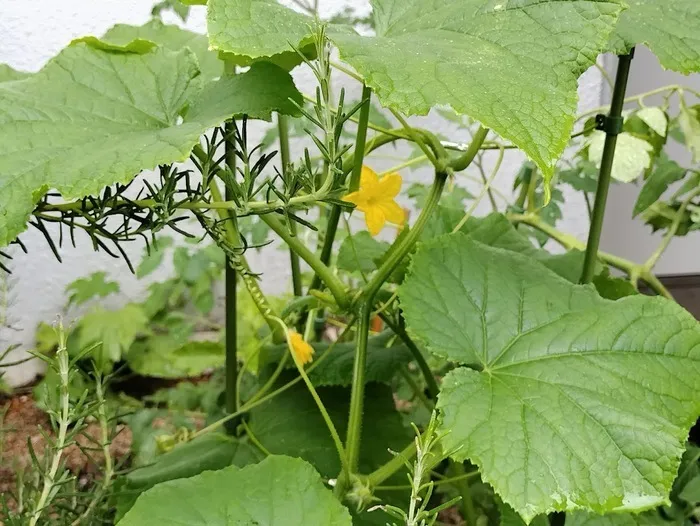 放課後等デイサービスウィズ・ユー×モンテツリー桜の宮/きゅうりの花🥒