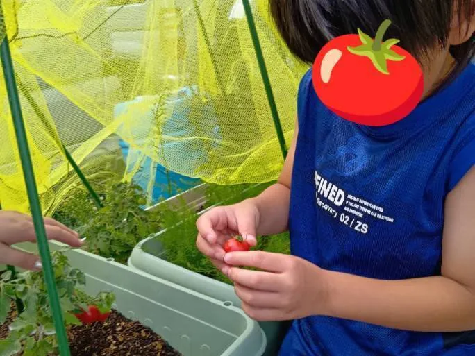 英才療育ららくろ【放課後等デイサービス・児童発達支援】/トマトを収穫しました。甘いの？酸っぱいの？どんな味？