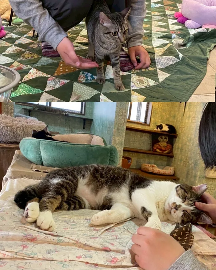たいしのいえ/猫カフェへおでかけしました。