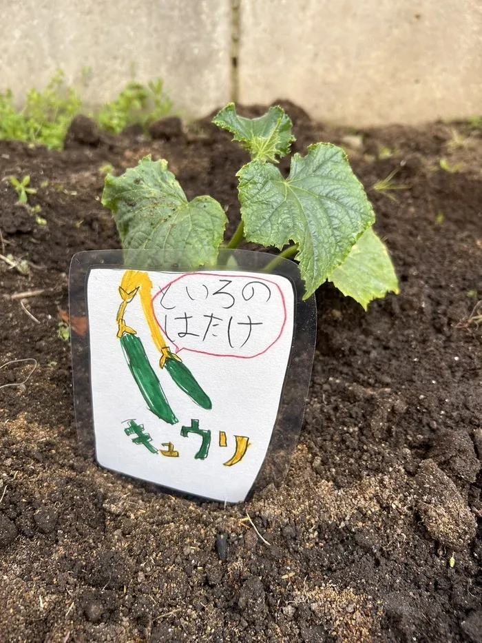 といろ/「野菜の苗植え」を行いました♪