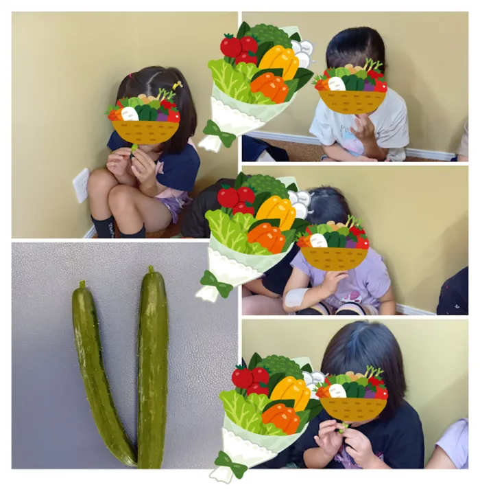 ブロッサムジュニア木幡教室/収穫しました🥒