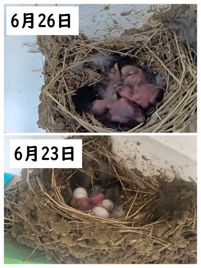 ブロッサムジュニア木幡教室/生まれました🐣