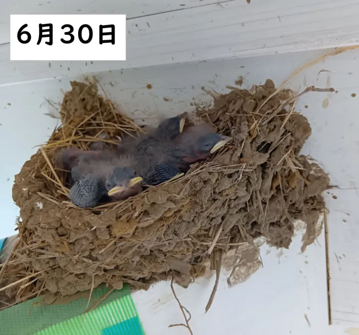ブロッサムジュニア木幡教室/大きくなってます🐣