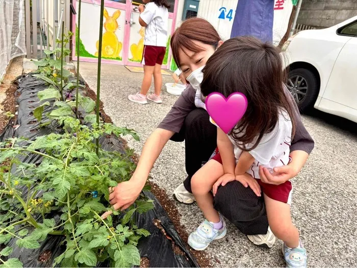 こぱんはうすさくら横浜いずみ教室/畑の観察