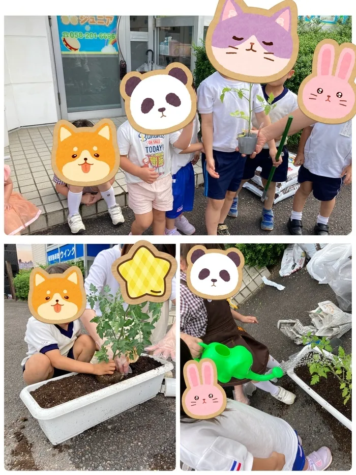からふるジュニア長森/夏野菜を植えました🍅