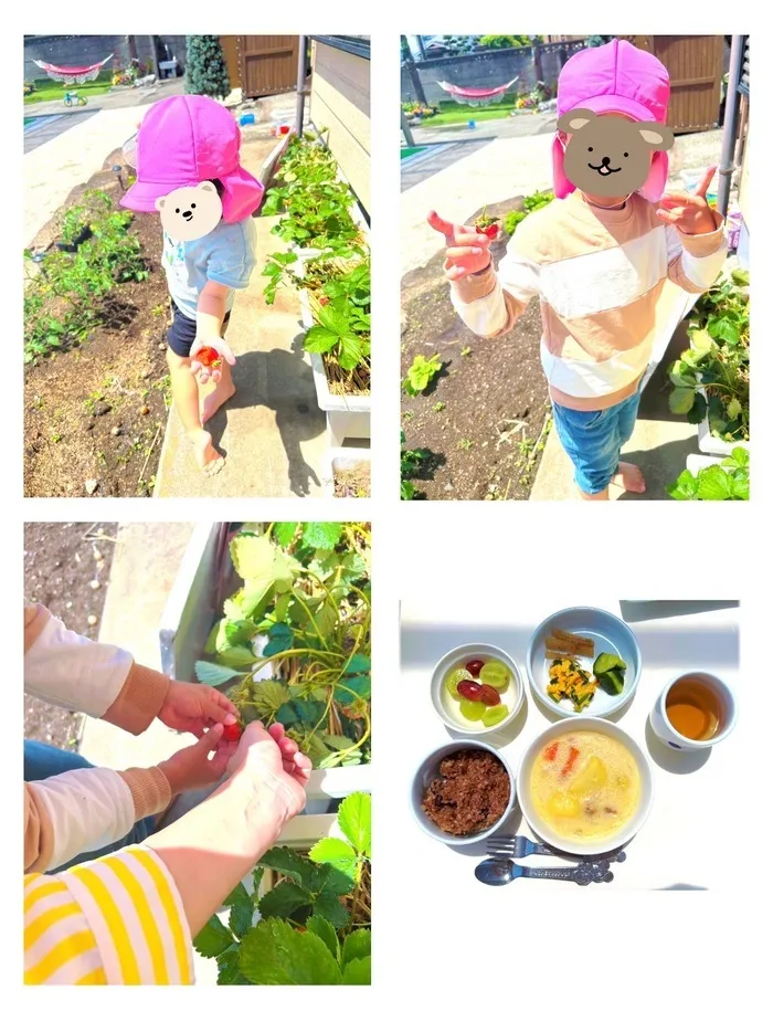 こどものいえ・ミーサ/イチゴの収穫🍓