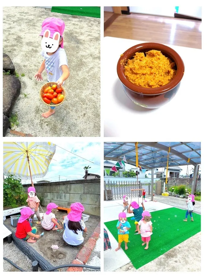 こどものいえ・ミーサ/トマトの収穫🍅