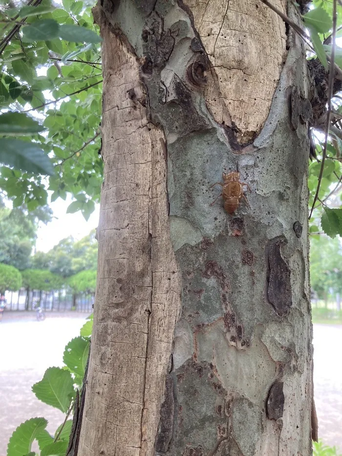 みらいーく新松戸/公園活動🌲