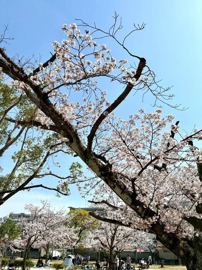 放課後等デイサービスたんぽぽ西難波店/ご入学おめでとうございます🌸