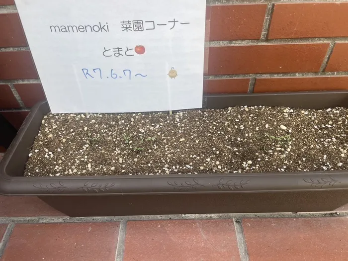 都島区毛馬町　放課後等デイサービスmamenoki-まめのき-/芽が出ました🌱😭