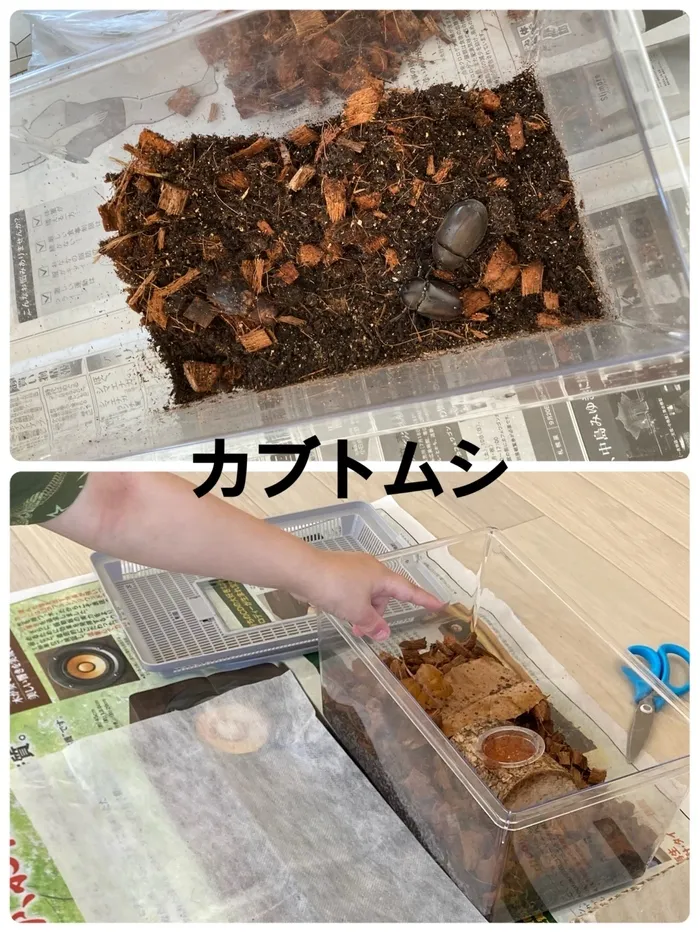 シエルプラス/カブトムシ