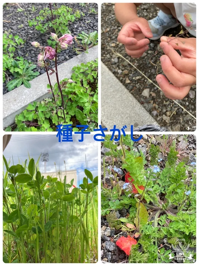 シエルプラス/たねさがし