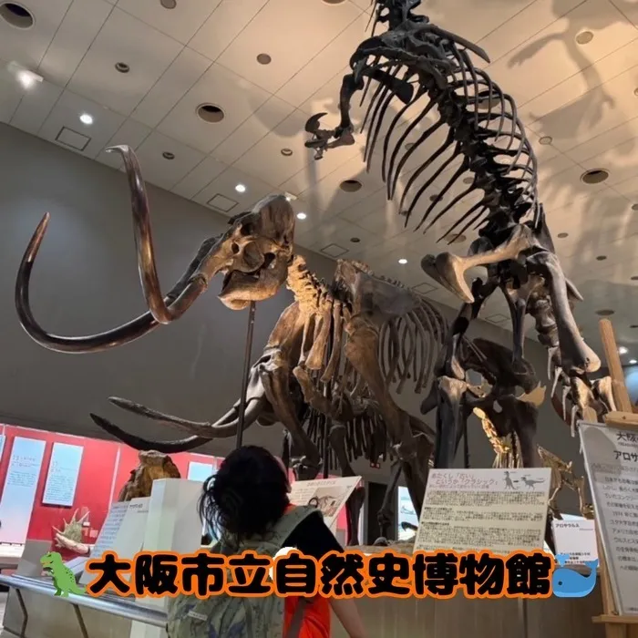 LEGONKids eit/🦖大阪市立自然史博物館🐳