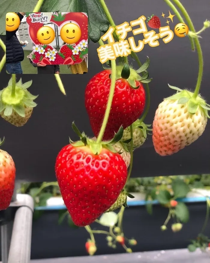 児童発達支援・放課後等デイサービス　くじらぐも/春の🍓狩り