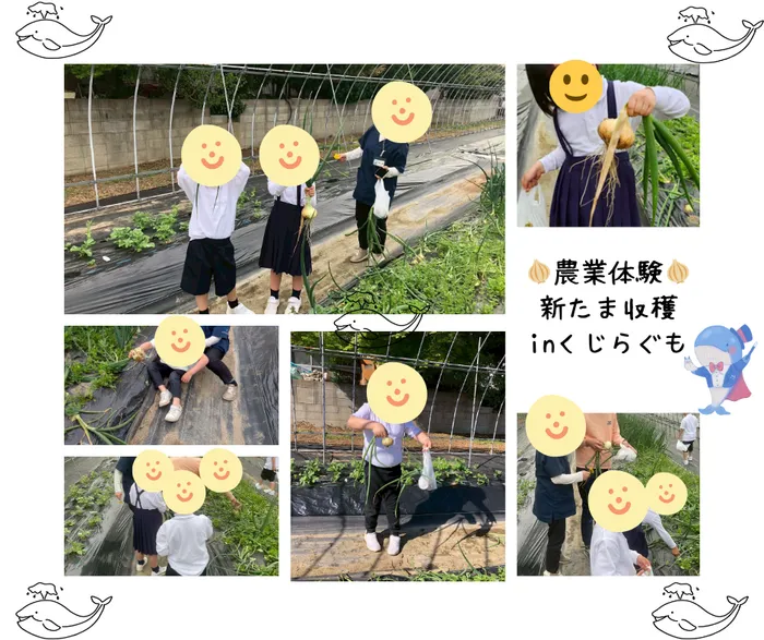 児童発達支援・放課後等デイサービス　くじらぐも/本日の活動　畑で育てた新玉ねぎの収穫🧅