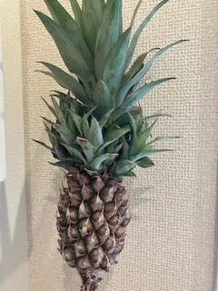 学研の療育　クロッカ湘南台/夏の思い出づくり