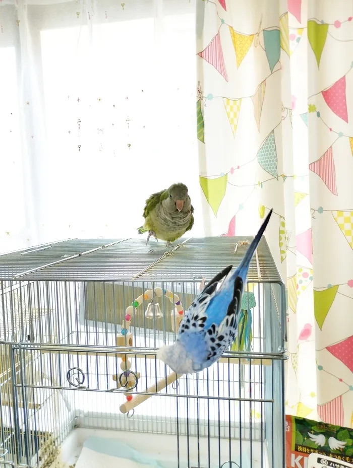 【２０２４年１２月オープン！送迎もあります】ドキドキキッズにこにこ園/仲良し顧問🐦️🦜