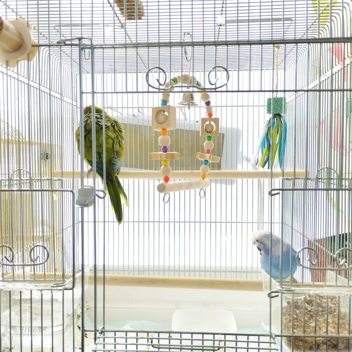 【２０２４年１２月オープン！送迎もあります】ドキドキキッズにこにこ園/主🦜が後ろをむいている間に🐦️⋯