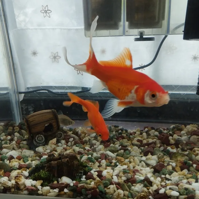 【２０２４年１２月オープン！送迎もあります】ドキドキキッズにこにこ園/にこにこ園の金魚三兄弟🐟️🐠🦈