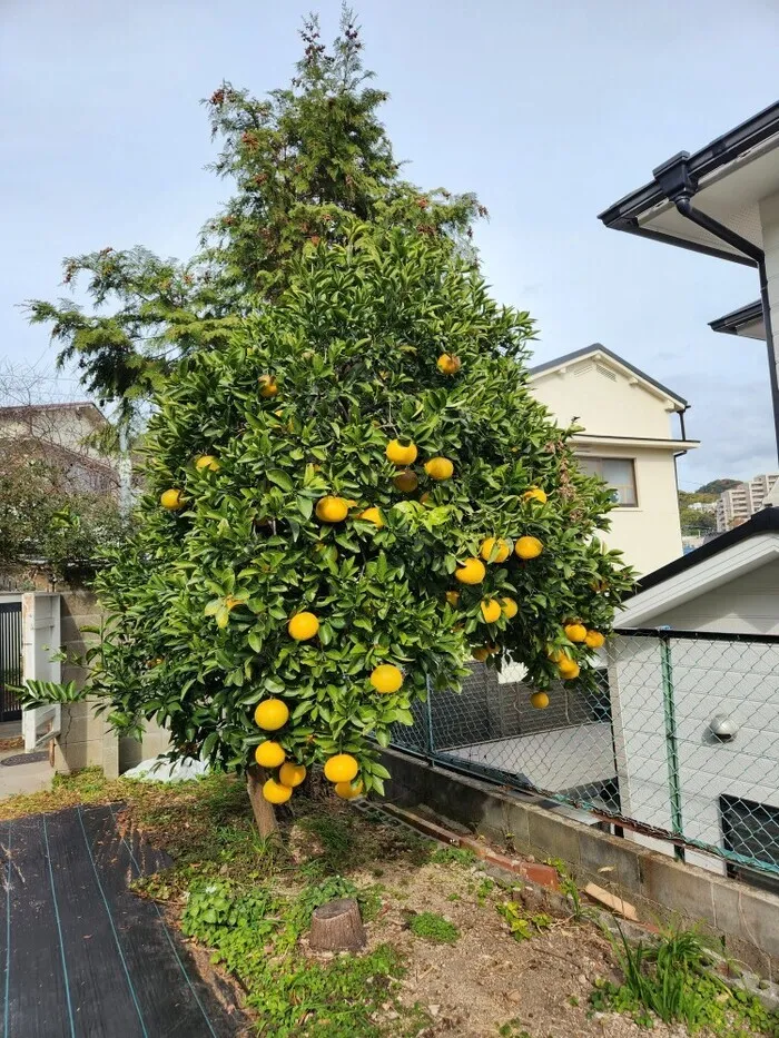 ドキドキキッズにこにこ園/外部環境