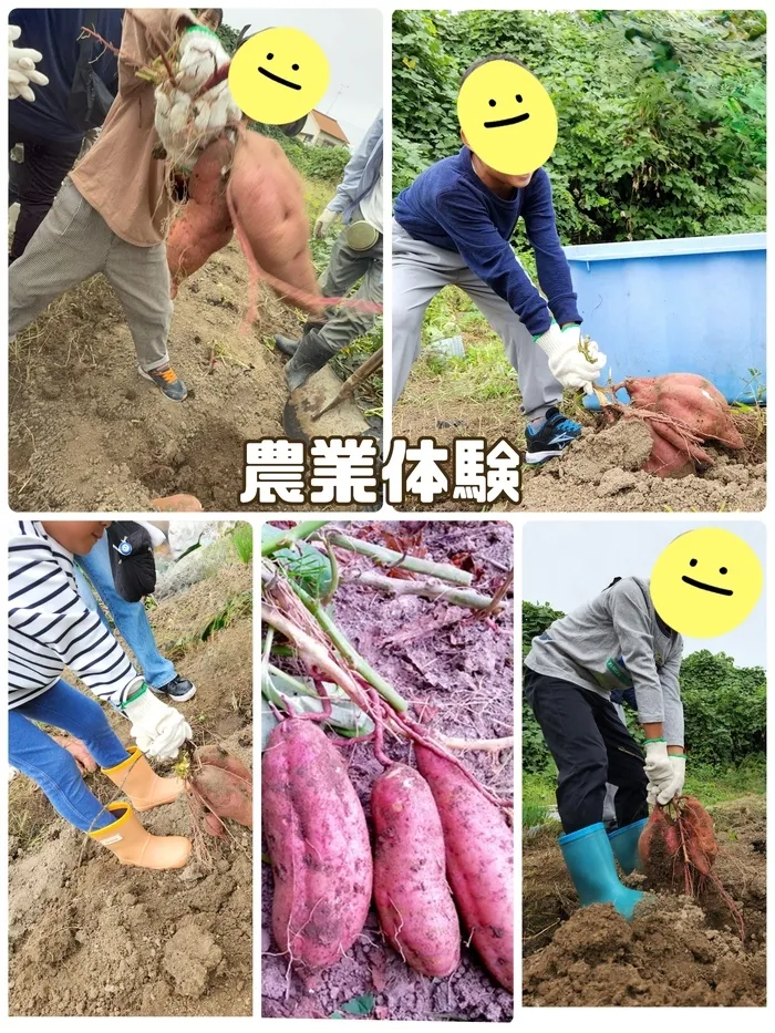 風さんNICO【空きあり】【送迎あり】/〜農業体験〜さつまいも