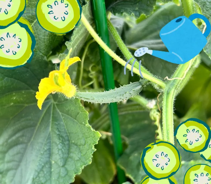 ナトゥラーレはぐはぐ向田町/きゅうりがなってきたよ🥒