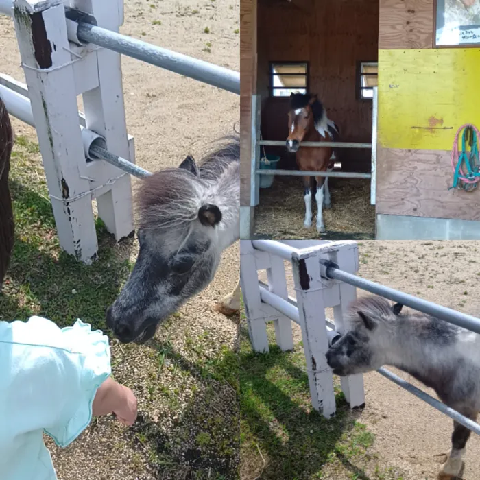 令和7年3月OPENの放課後等デイサービス　Minori/お馬さんの餌やりをしたよ🐴🥕