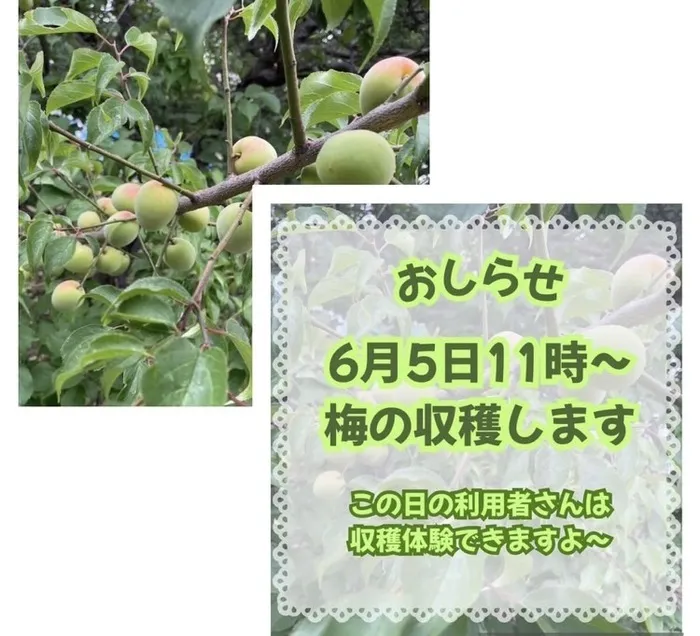 不登校対応！キミノみらいテラス/梅の収穫♪