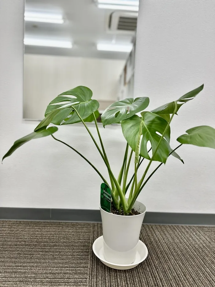 児童発達支援　BB Lab/好きな観葉植物
