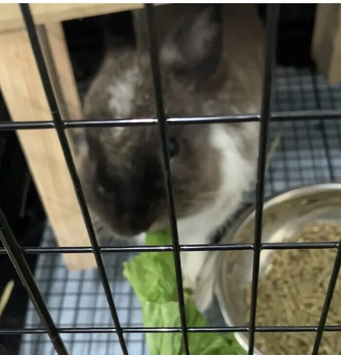 ファースト・クラス/🐰ウサギのモグモグタイム！！🐰