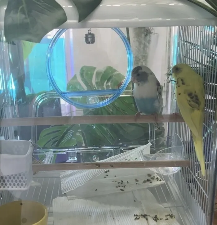 ファースト・クラス/🦜インコと一緒に療育タイム🦜