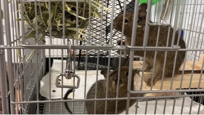 ファースト・クラス/新しい仲間🐭
