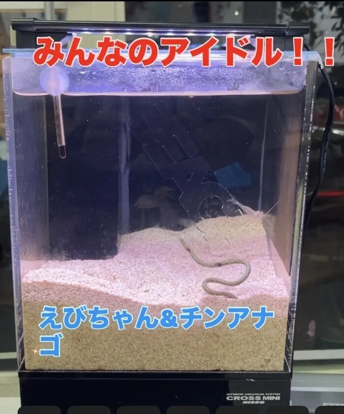 ファースト・クラス/🦐🐠【みんなのアイドル えびちゃん＆チンアナゴ】