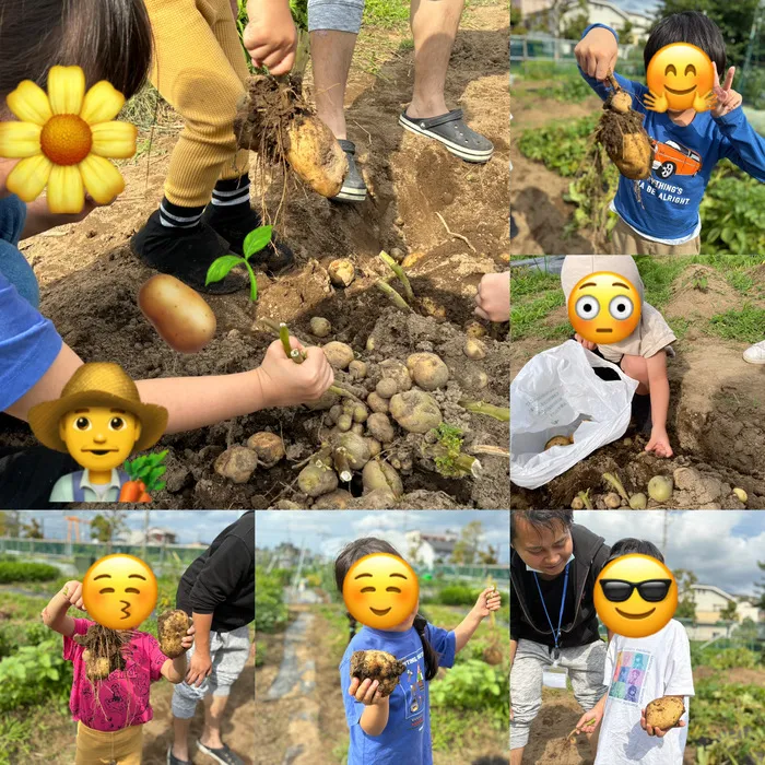 アイビー三郷プラス/じゃがいも収穫🥔🧑‍🌾