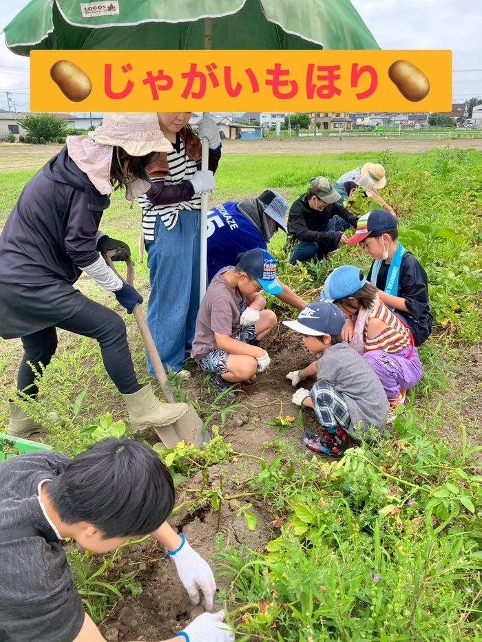 放課後等デイサービスめ・ぶき/🥔じゃがいもの収穫🥔