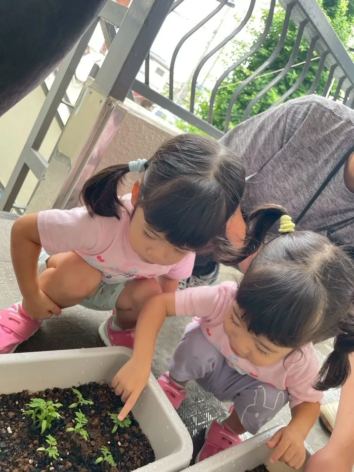 MiRays 湖北台/トマトの成長🌱