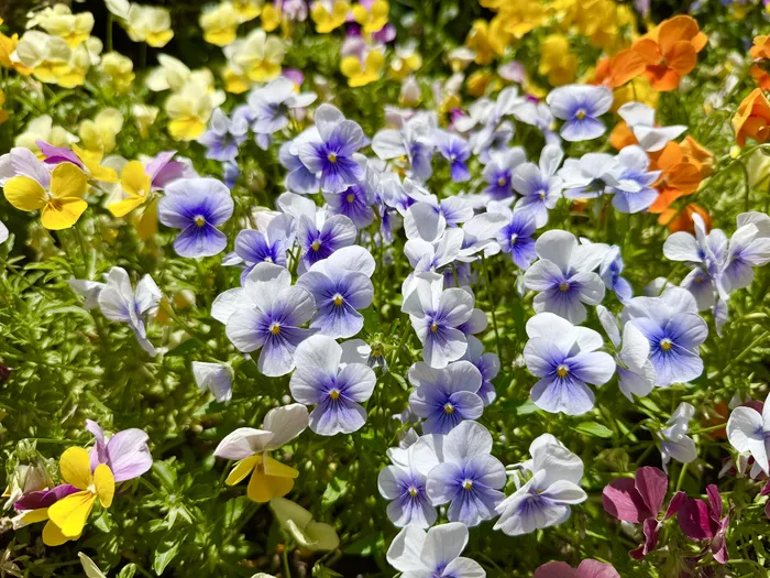 発達支援スタジオ　ちゃれんじキッズ本郷三丁目/戸外散策🌼
