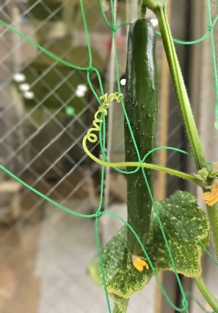 児童発達支援　ラフィン　/きゅうりの栽培🥒