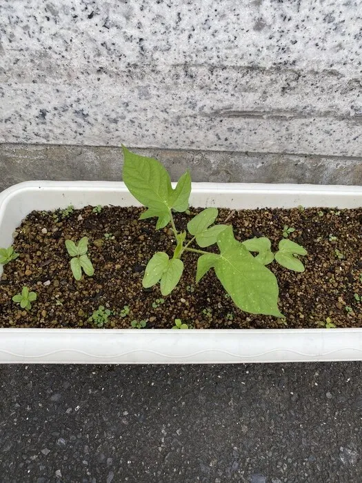 児童発達支援事業所コアシス/夏の代表的な植物(*'▽')
