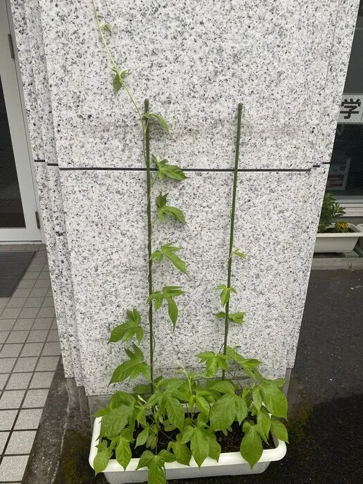 児童発達支援事業所コアシス/ぐんぐん成長中