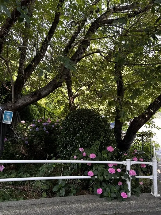 りん・りん大阪狭山教室/🪻紫陽花まつり🪻
