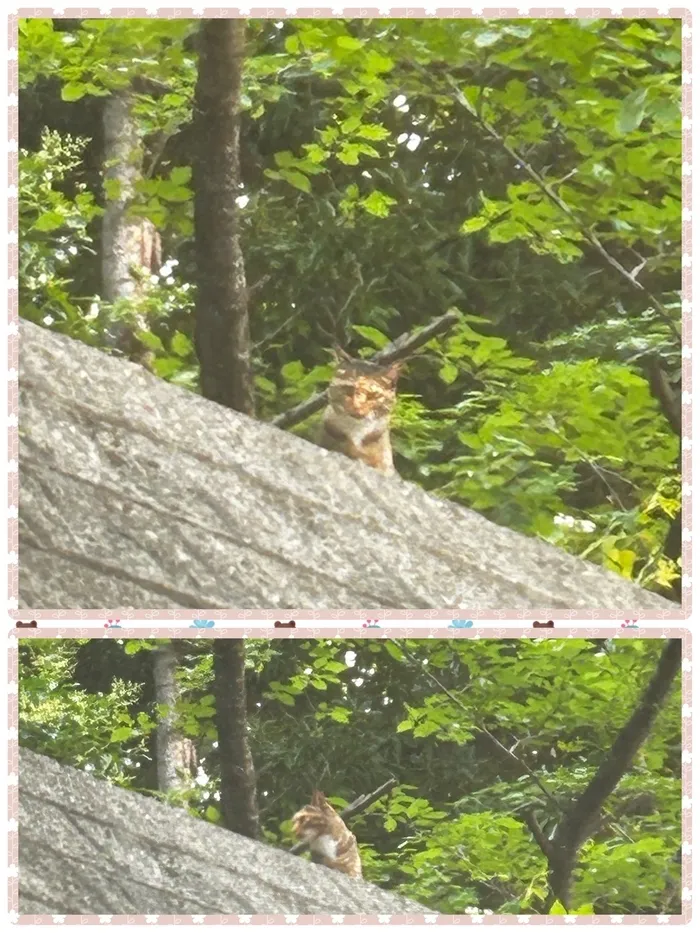 りん・りん大阪狭山教室/🌱可愛いお客様🐱