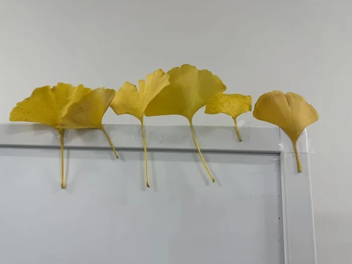 【2025年7月OPEN☆見学受付中】High Art ジュニア/お子さまからのプレゼント♪♪♪