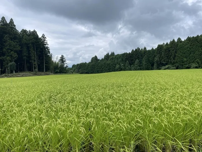 ぱれっと【7/1新規OP】/夏休みに大自然と🌳