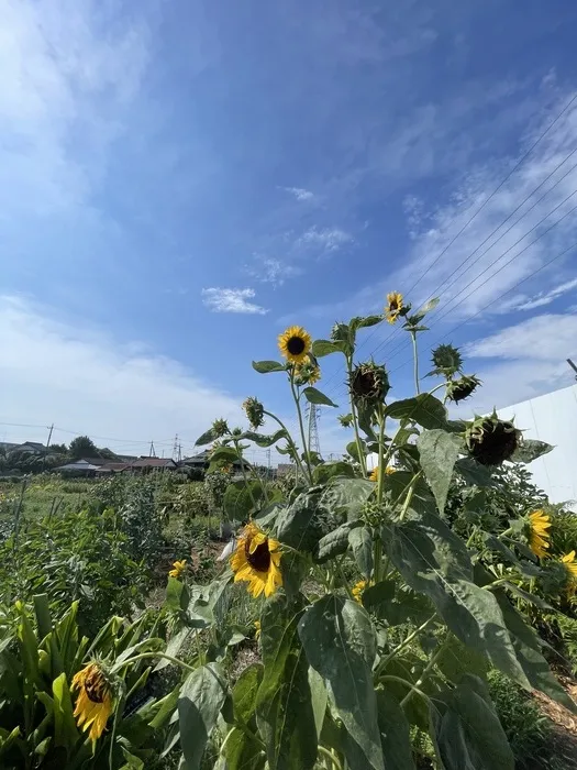 ぱれっと【7/1新規OP】/夏の笑顔を探しに〜ひまわりの巻🌻