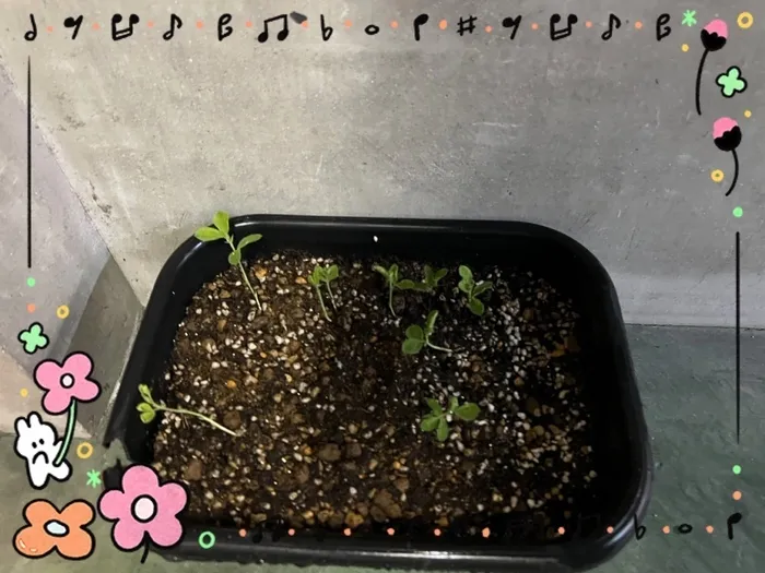 【全日空き有り☆10月オープン】　放課後等デイサービス　Lino生野店の画像