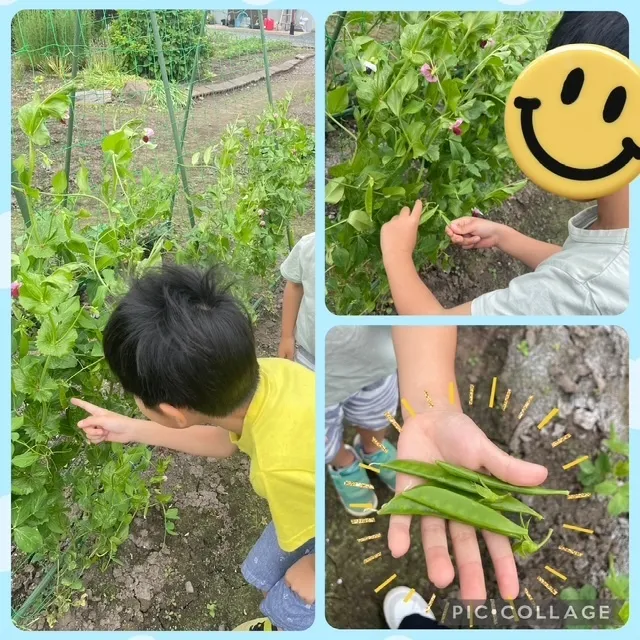SMILE HOUSE にこnico/エンドウ豆できました！