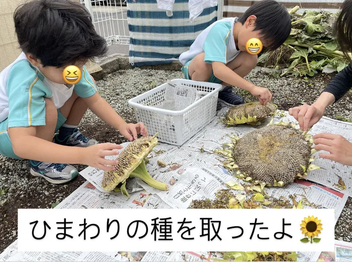 にじいろひよこ園岩沼/にじいろひよこ園岩沼　ひまわりの種の収穫の様子🌻